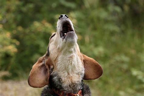 Why Do Dogs Howl to Music and What It Tells Us about Canine Communication